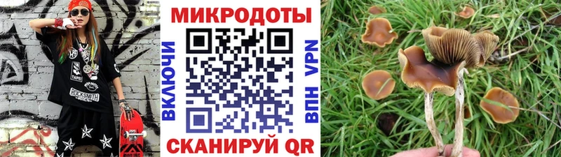 Купить где  Задонск  Псилоцибиновые грибы Cubensis 